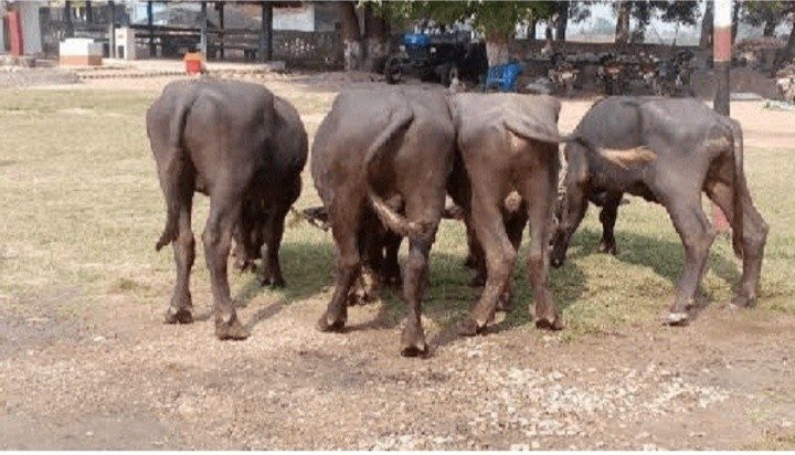 कपिलवस्तु प्रहरीद्वारा अवैध राँगा नियन्त्रणमा
