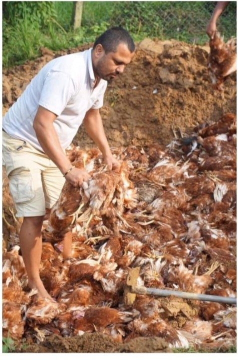 चितवनमा एच नाइन भाइरसबाट कुखुरा मर्न थाले, धरापमा पोल्ट्री क्षेत्र