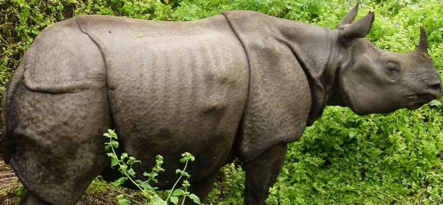 गैडाको आक्रमणबाट देवचुलीमा एक पुरुषको मृत्यु