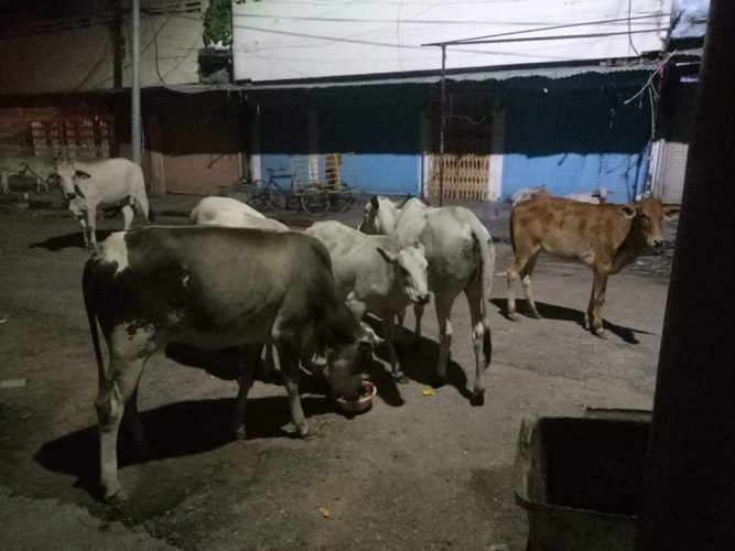 छाडा चौपायाका कारण स्थानिय तनाबमा, स्थानिय तह बेखबर