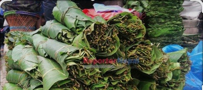 सालको पातवाट दैनिकी चलाउदैै नवलपुर १६ पिप्रेनीका स्थानीय