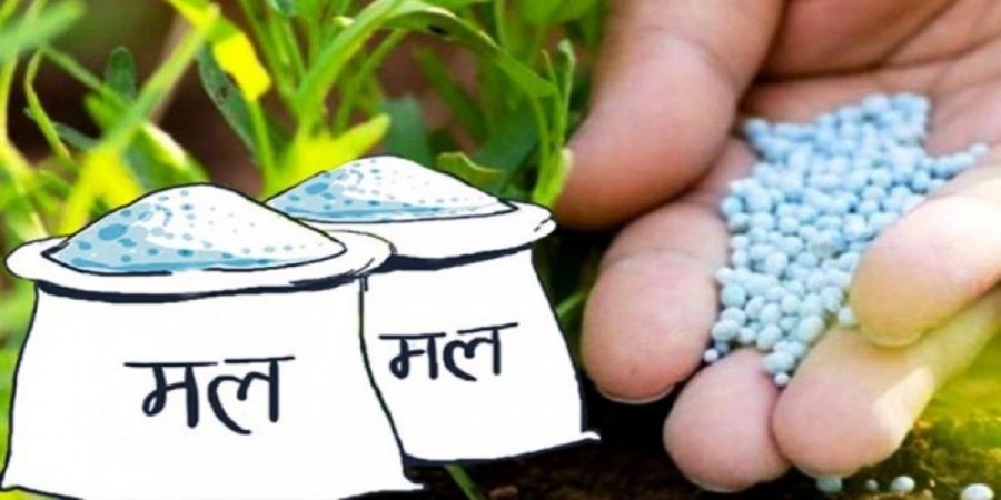 धान रोप्ने खेतमा फूल लगाएर लाखौं कमाइ