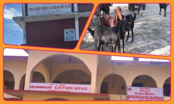 कपिलवस्तु पश्चिम खसी तस्करीकाे हब बन्याे Gandakiaaja
