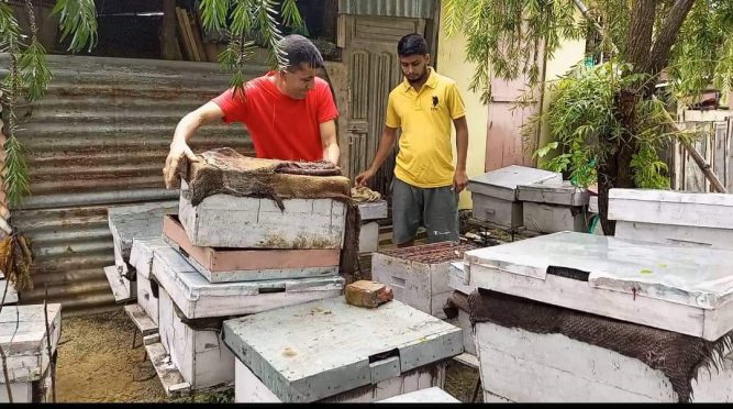 मौरी पालनबाट आत्मनिर्भर बन्दै सुनवल १३ बडेराका  पाण्डे