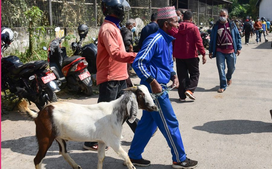 खसीबोका बेच्न काठमाडौं आउने किसान घटे