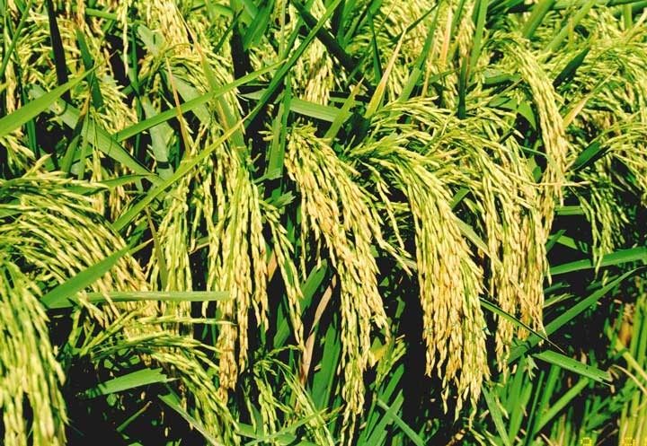 यस वर्ष धान उत्पादनमा कमी आउँदा हुप्सेकोट का कृषक चिन्तित