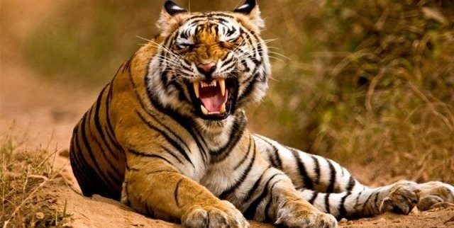 बर्दियामा पाटेबाघको आक्रमणबाट हात्ती चराउँदै गरेका कर्मचारीको ज्यान गयो