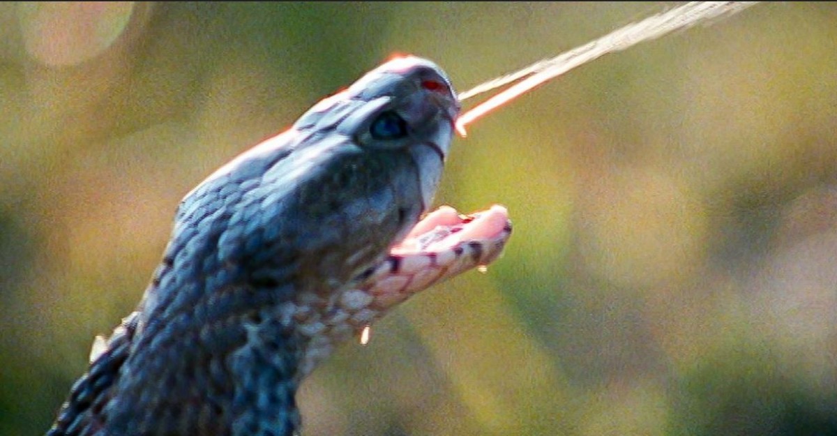 cobra1.JPG